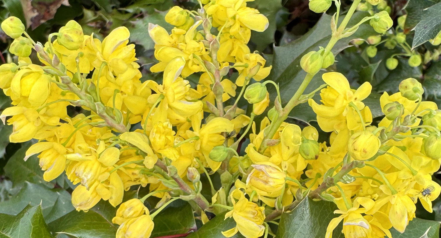 Storm-Lake-Growers-Wholesale-Plant-Nursery-Monroe-Washington-Page-Header-C